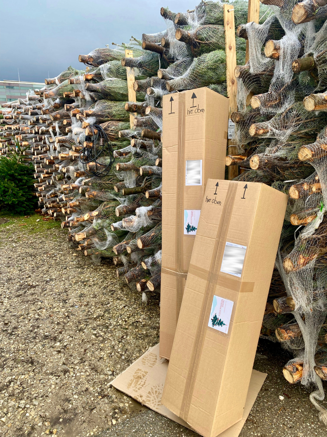 "Wohnzimmer-Majestät" – Christbaum 200cm bis 225 cm