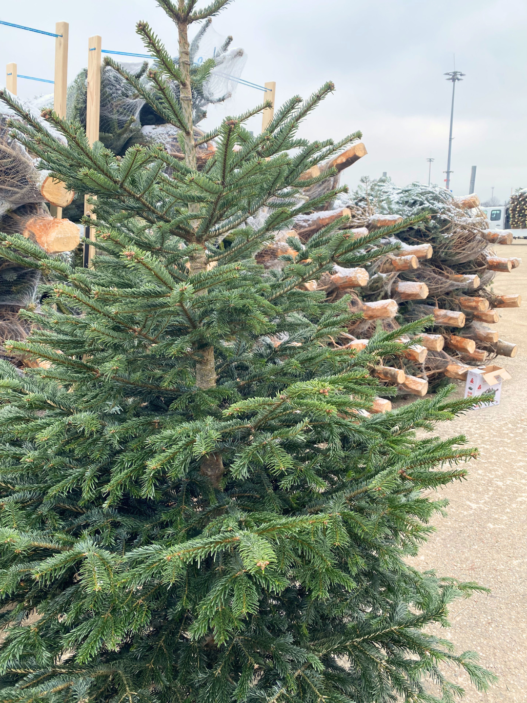 "Wohnzimmer-Majestät" – Christbaum 200cm bis 225 cm
