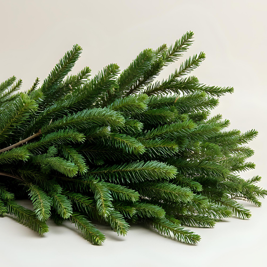 Frische Tannenzweige „Winterduft“