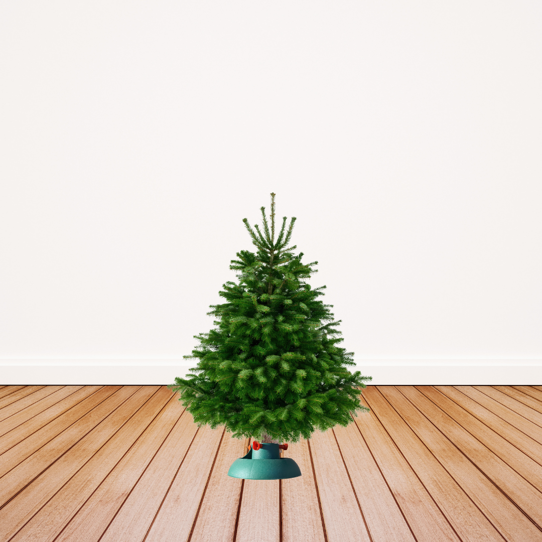 "Weihnachtszauber Mini" - Christbaum 80cm bis 100cm