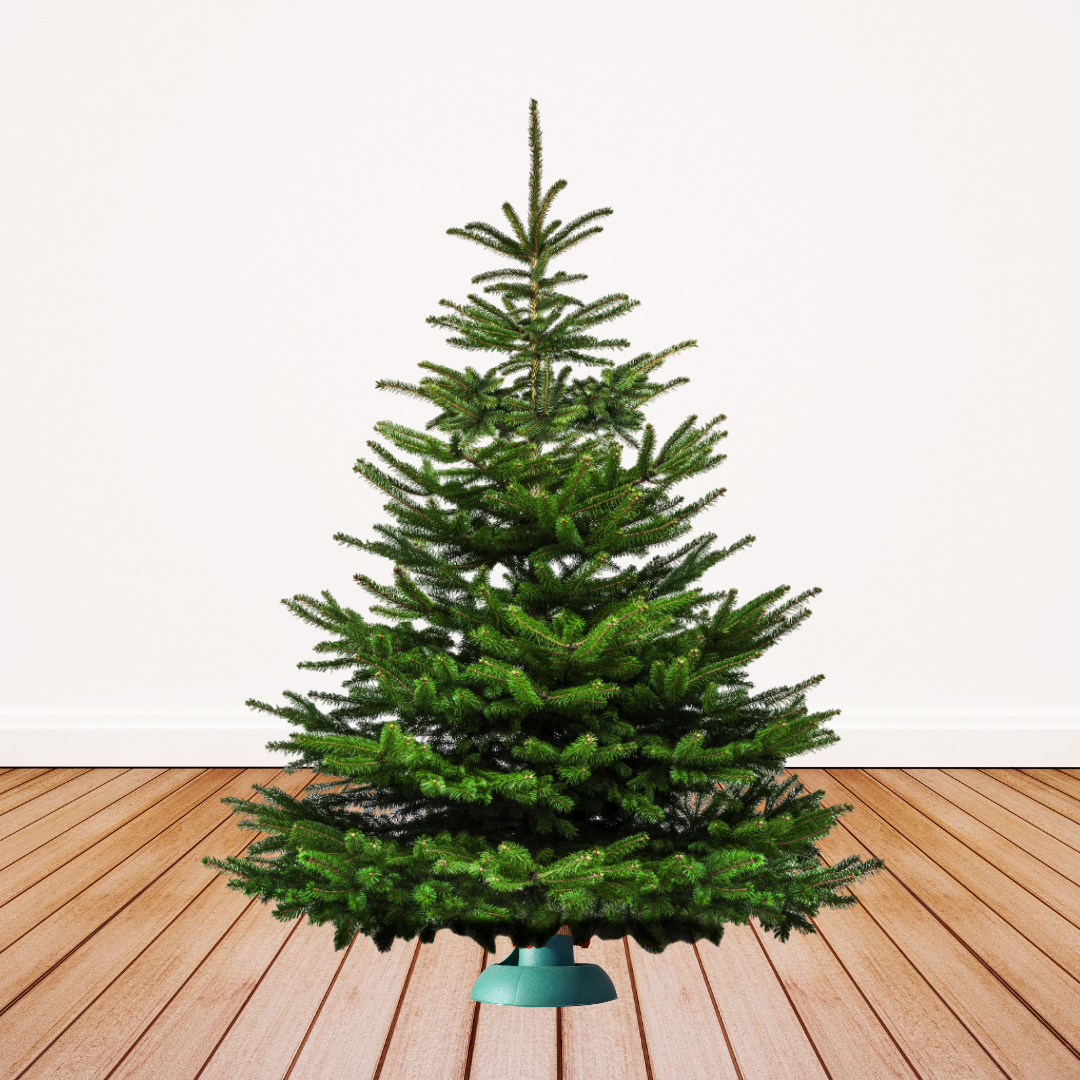 "festlicher Mittelpunkt" - Christbaum 170cm bis 200cm