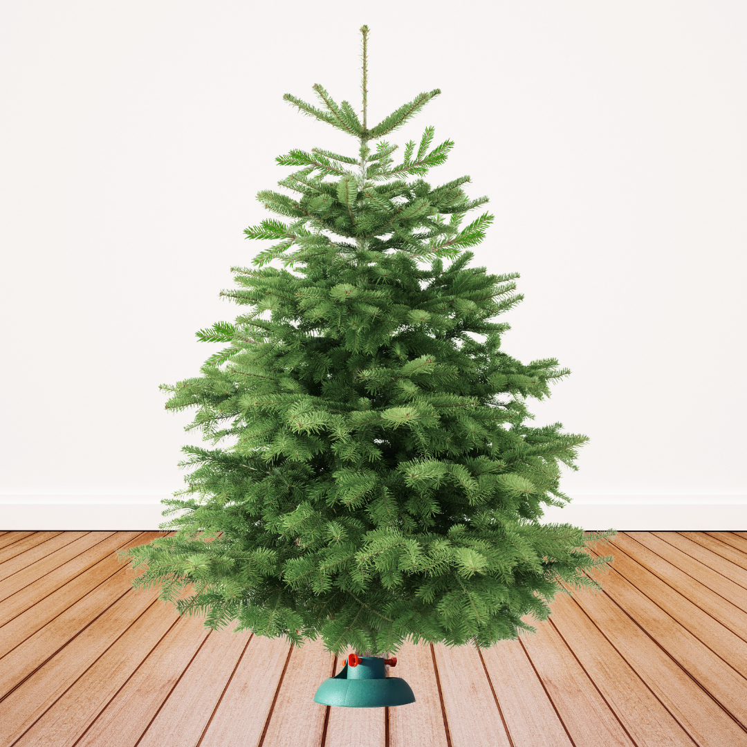 "Wohnzimmer-Majestät" – Christbaum 200cm bis 225 cm