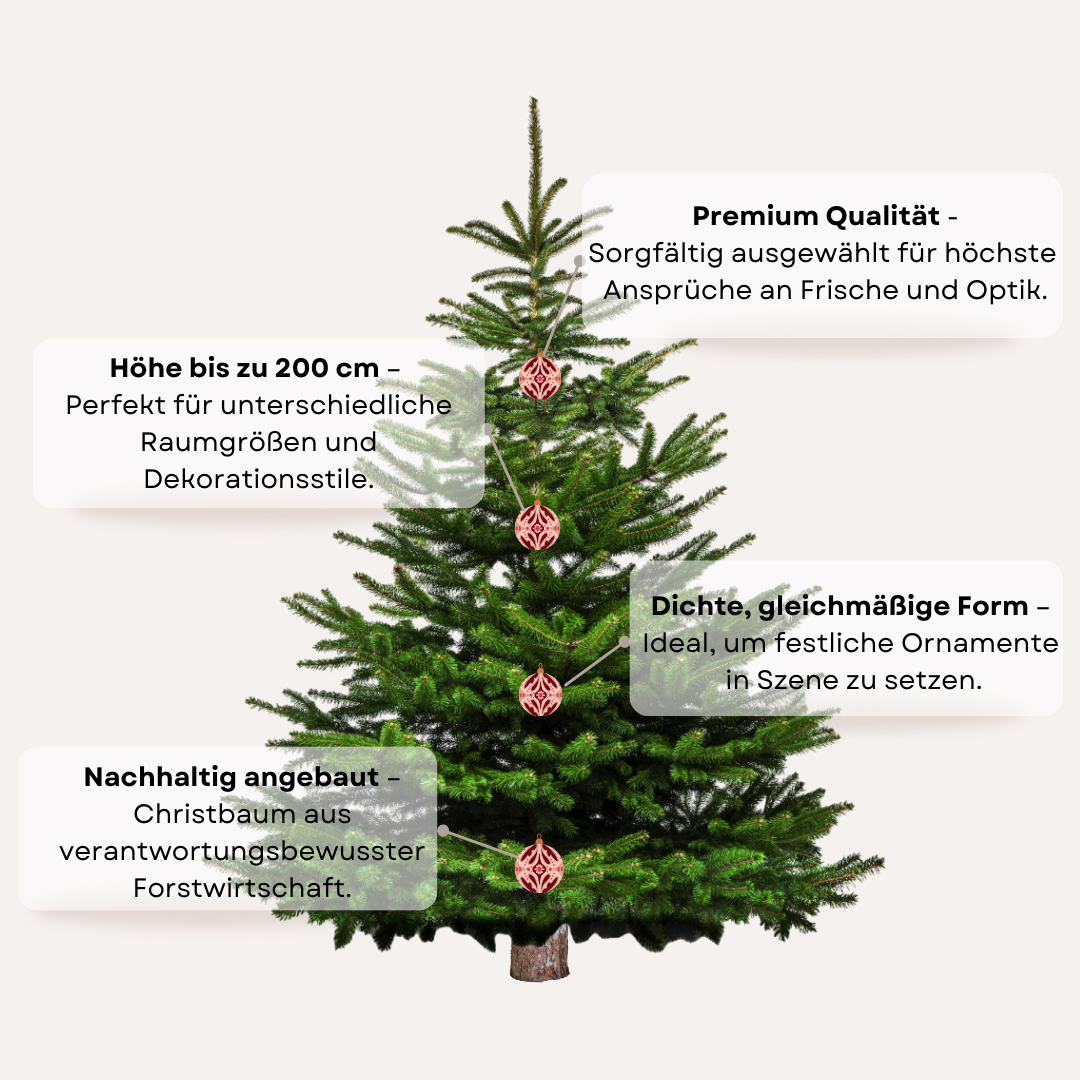 "festlicher Mittelpunkt" - Christbaum 170cm bis 200cm