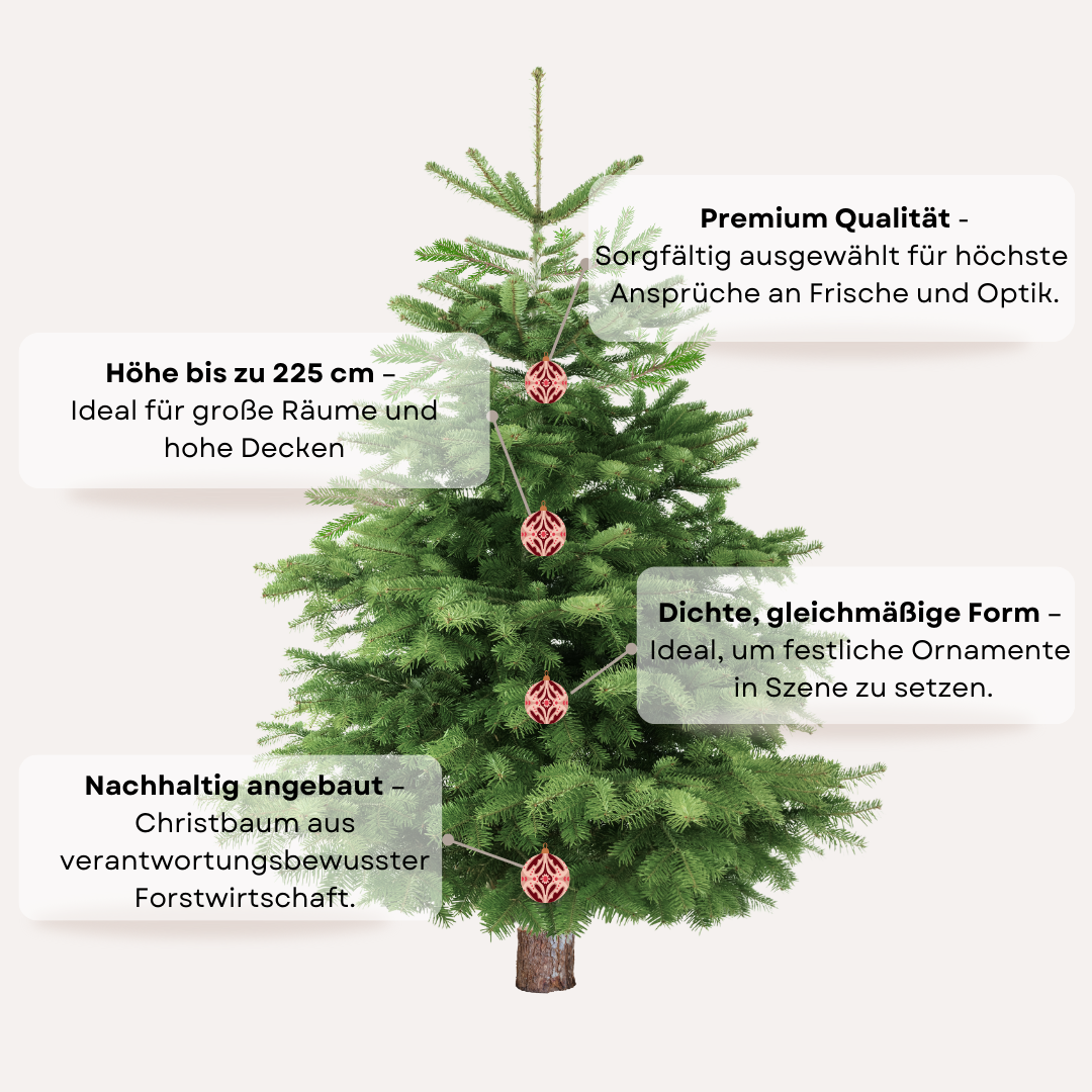 "Wohnzimmer-Majestät" – Christbaum 200cm bis 225 cm