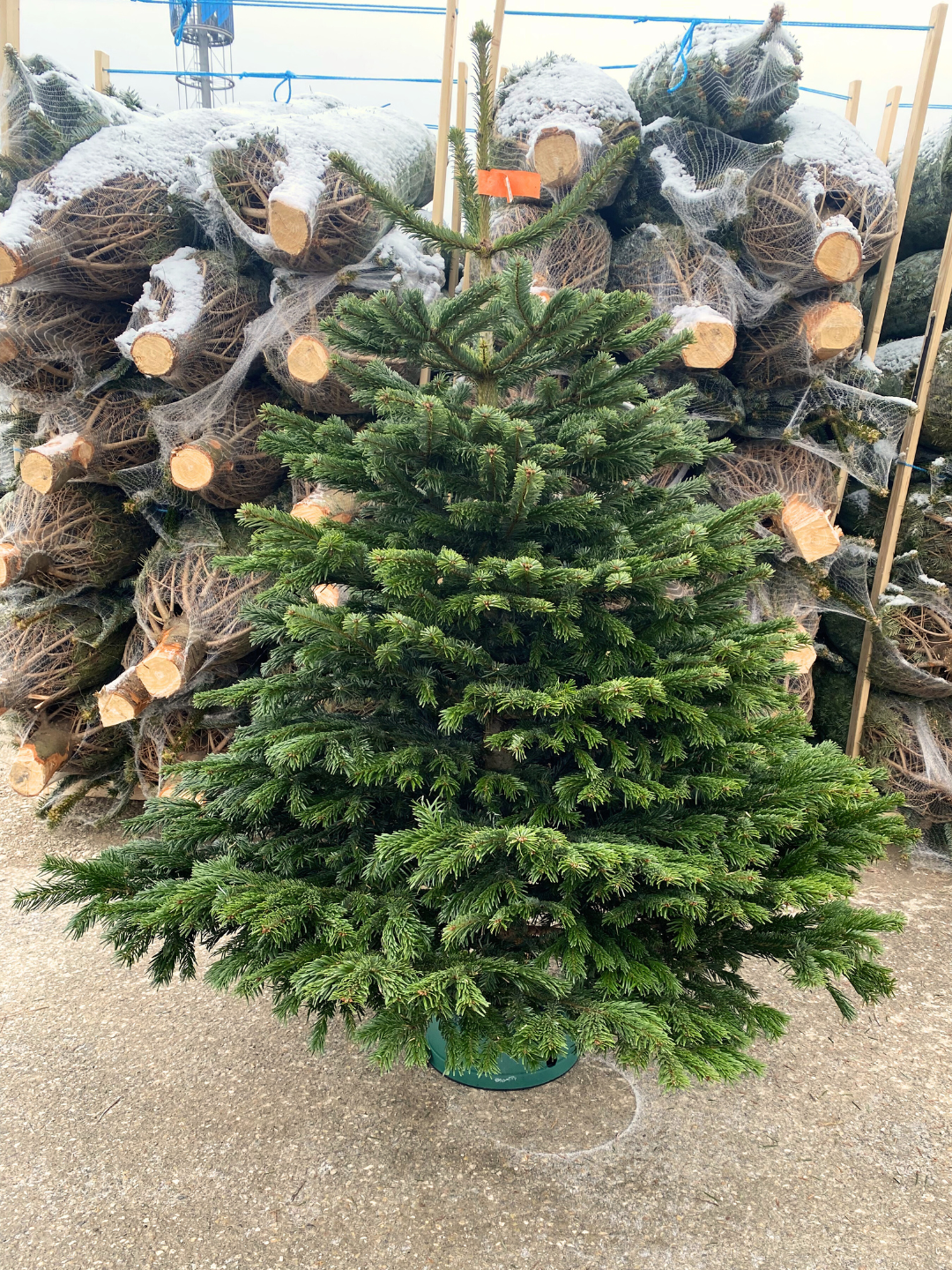 "klassiche Eleganz" - Christbaum 150cm bis 170cm