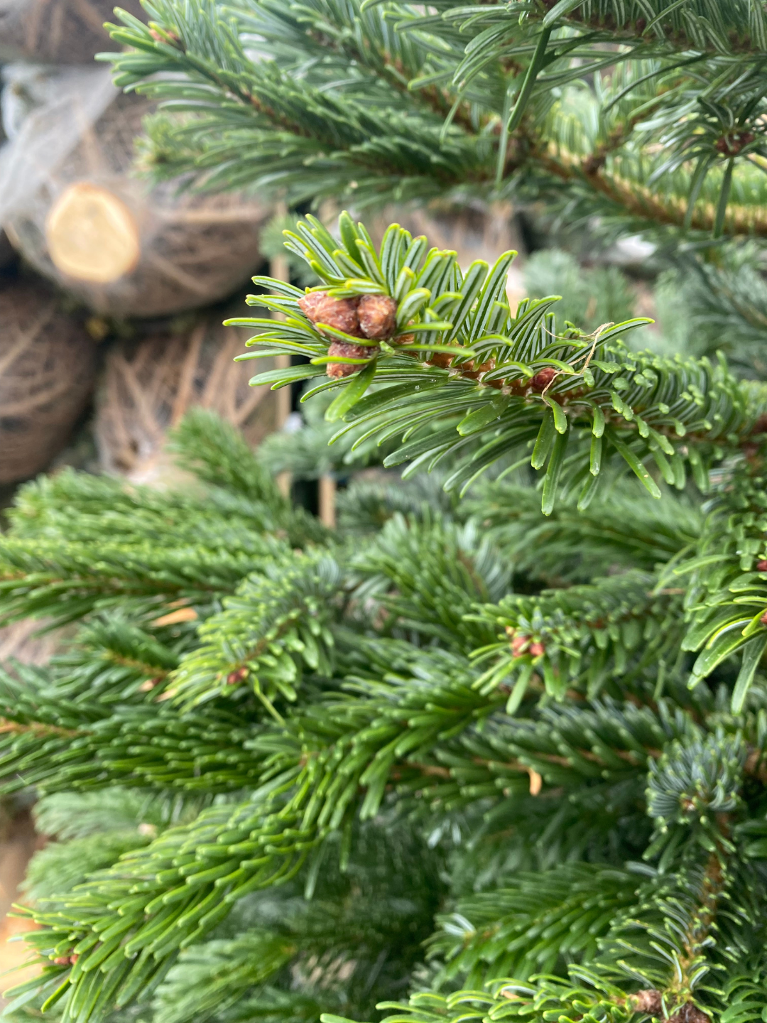 "Wohnzimmer-Majestät" – Christbaum 200cm bis 225 cm