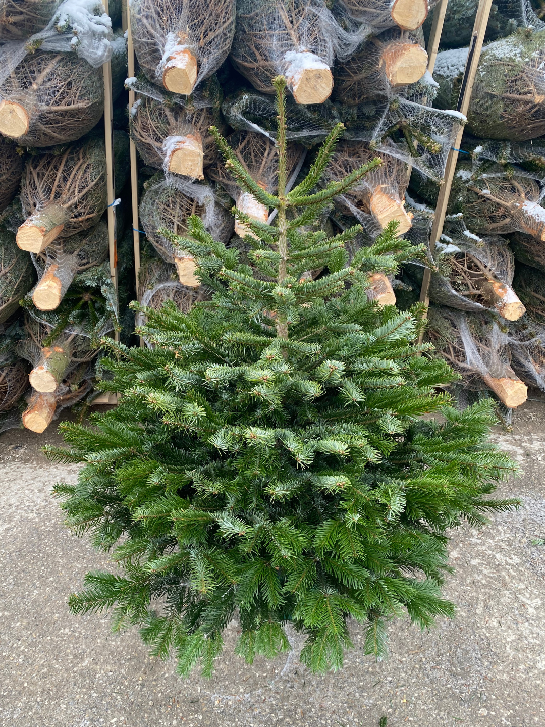 "kompakte Weihnacht" - Christbaum 100cm bis 150 cm