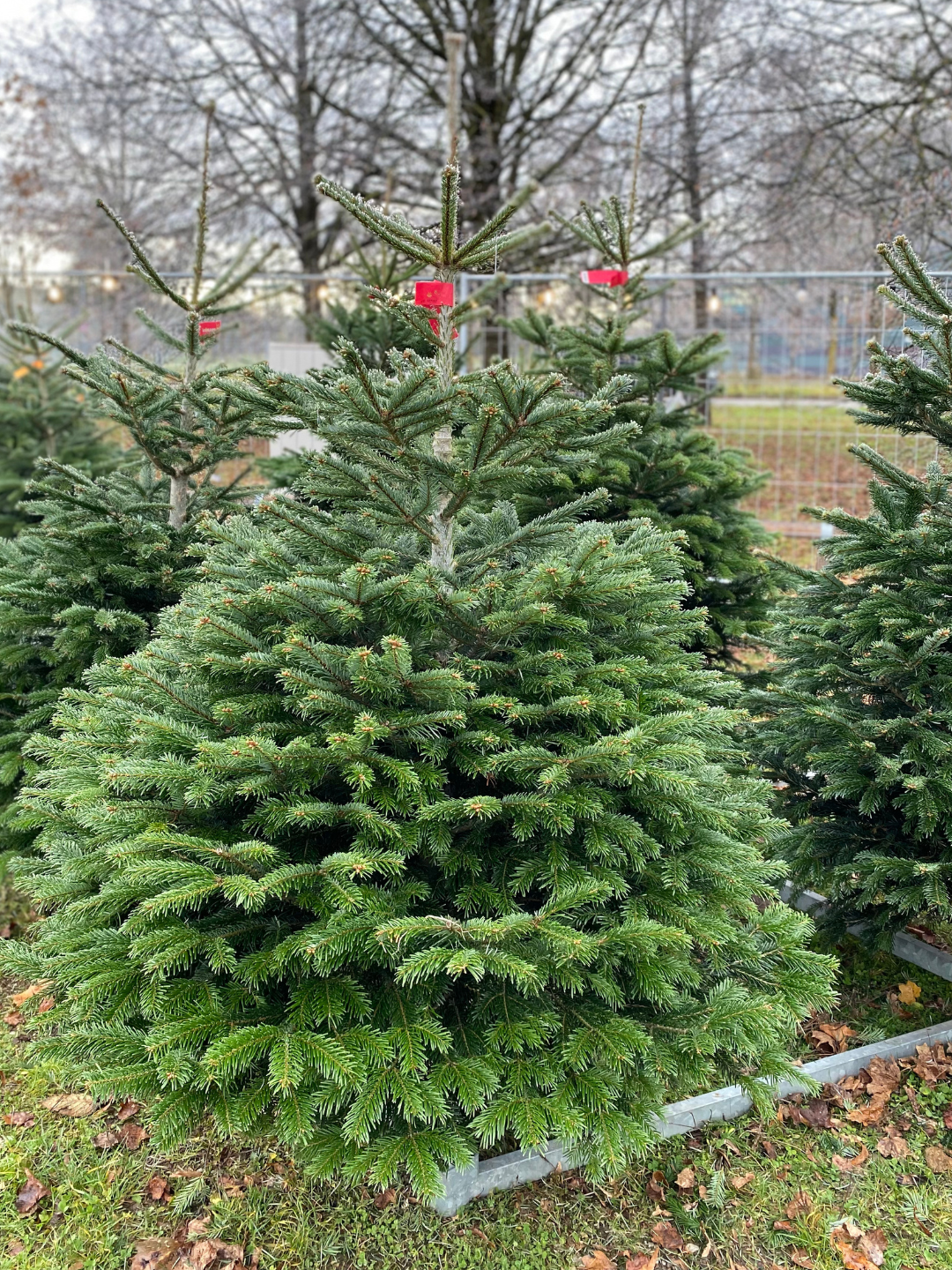 "festlicher Mittelpunkt" - Christbaum 170cm bis 200cm