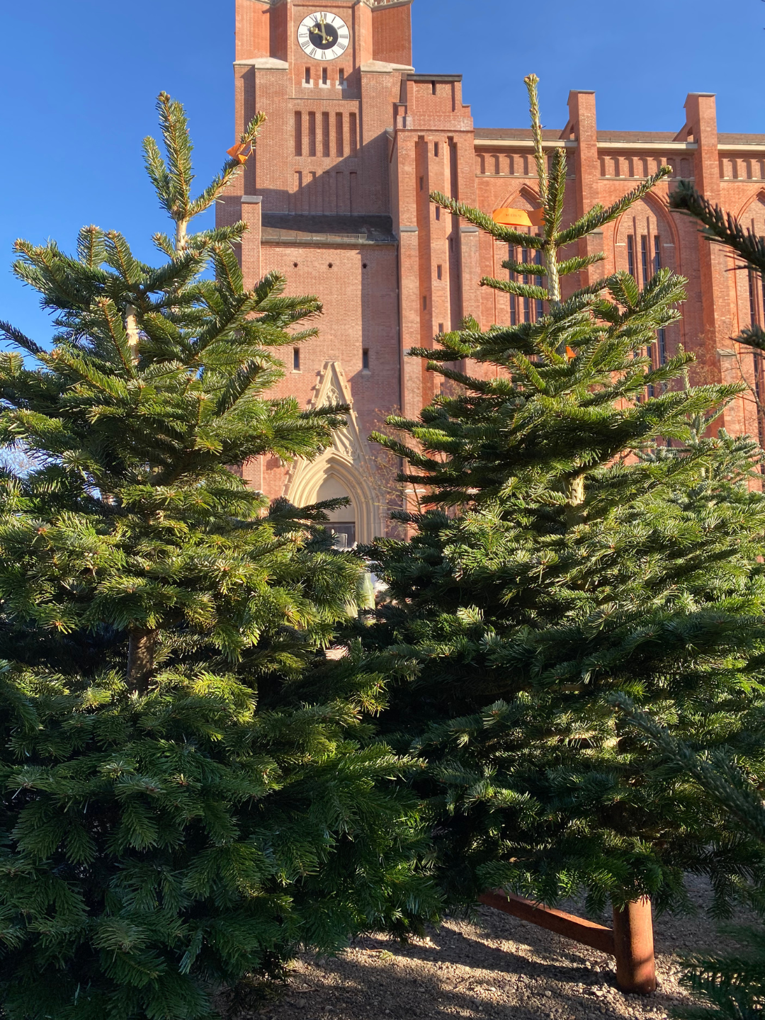 "Wohnzimmer-Majestät" – Christbaum 200cm bis 225 cm