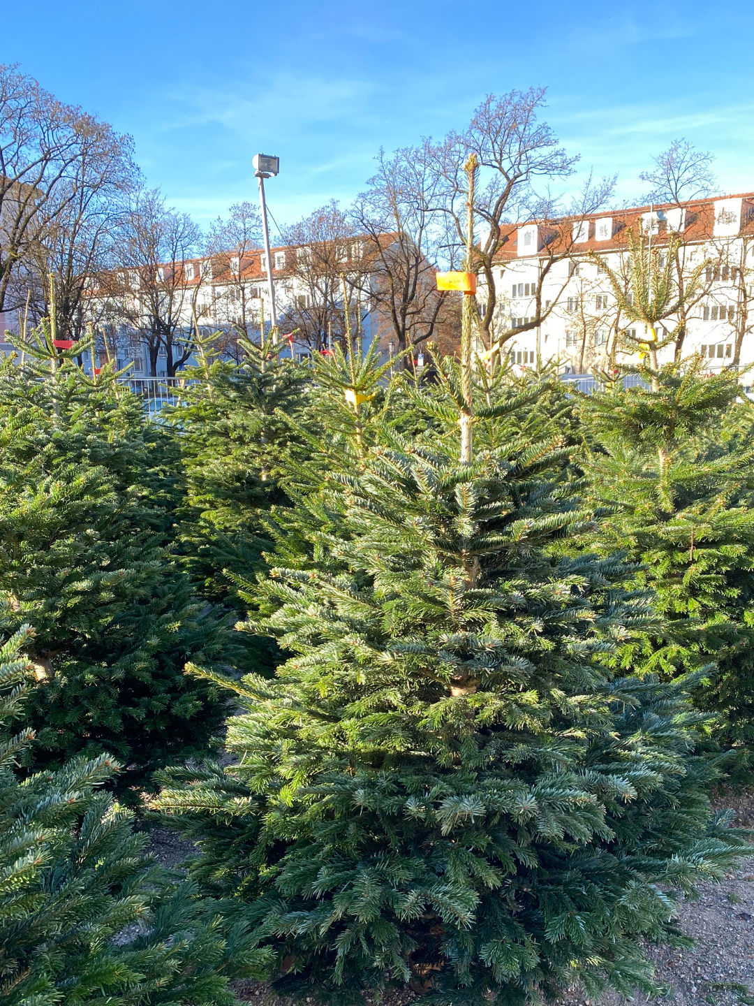"festlicher Mittelpunkt" - Christbaum 170cm bis 200cm