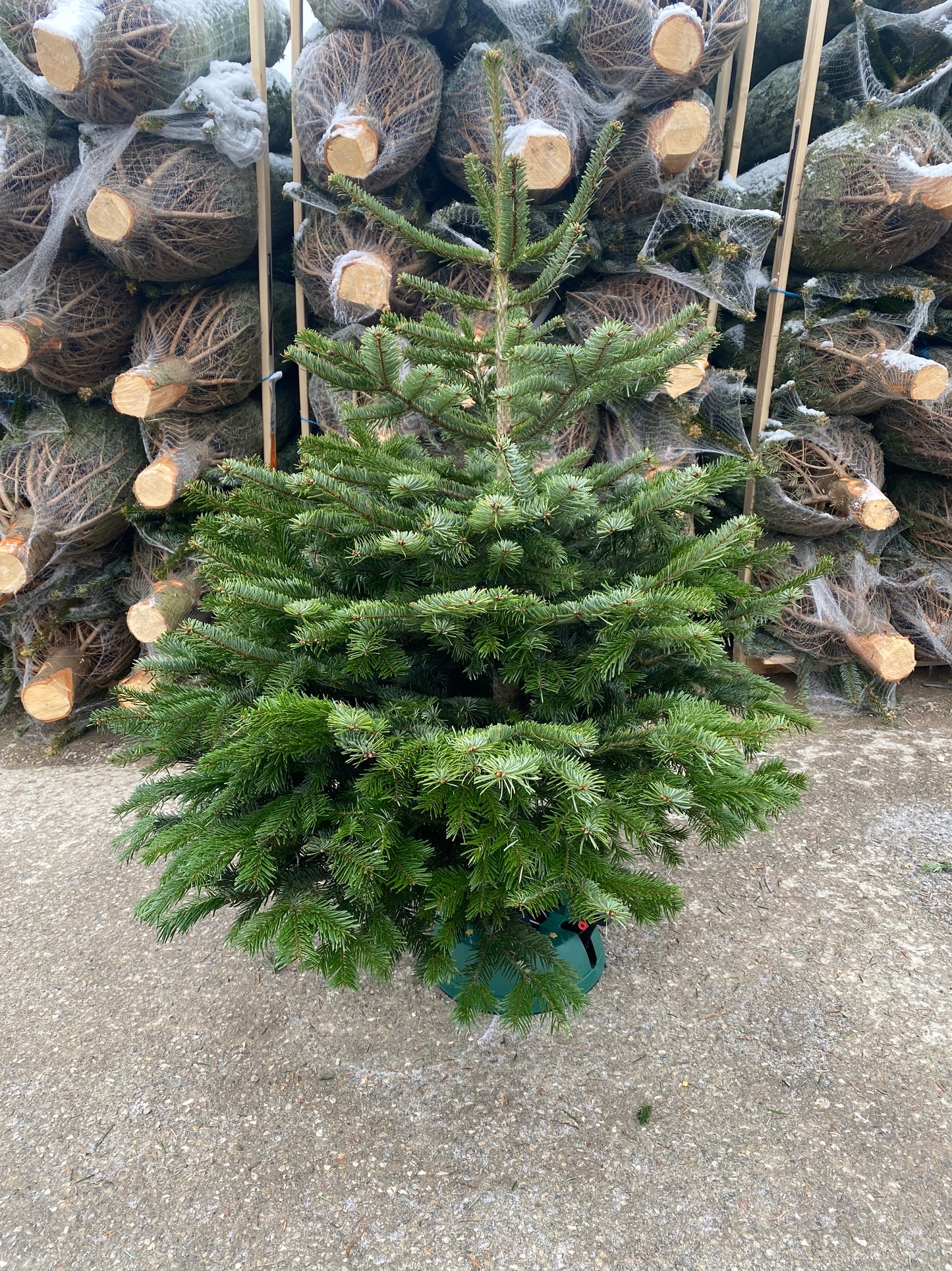 "Weihnachtszauber Mini" - Christbaum 80cm bis 100cm